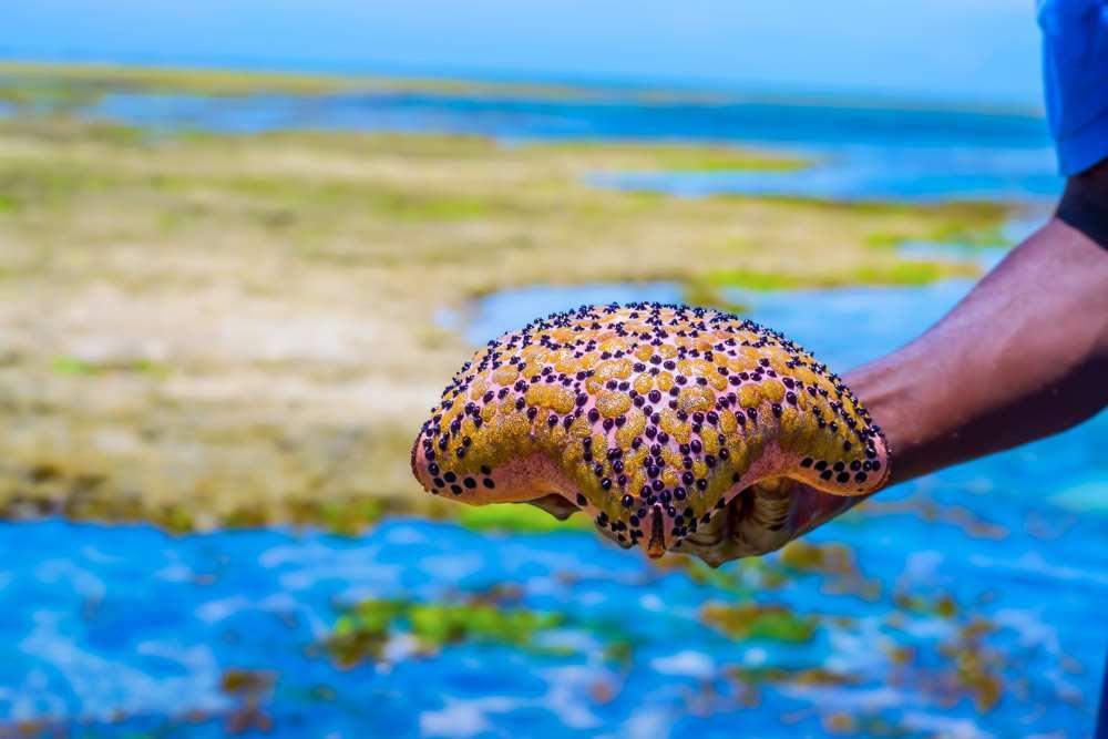 Mombasa Beach Hotel Olanaklar fotoğraf